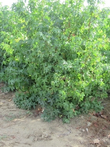  Amberboom Als Struik (Liquidambar Styraciflua)