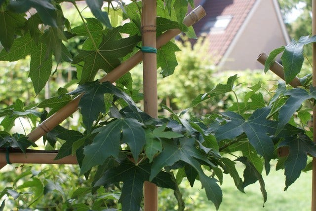  Amberboom Als Leivorm (Liquidambar Styraciflua)
