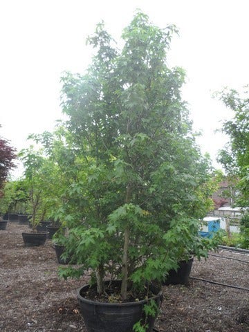  Amberboom Als Struik (Liquidambar Styraciflua)