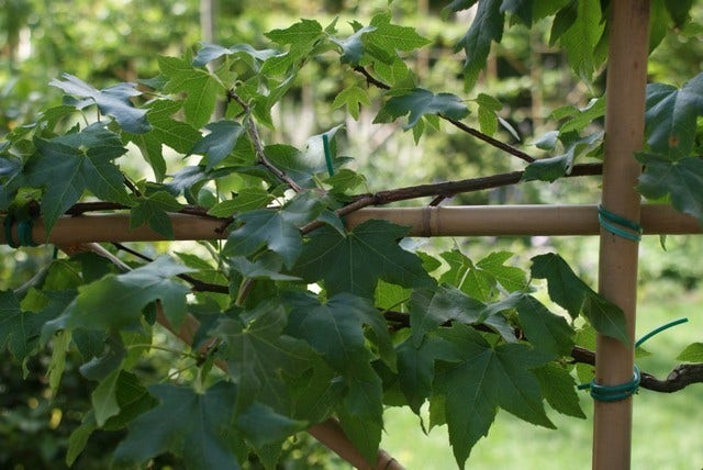  Amberboom Als Leivorm (Liquidambar Styraciflua)