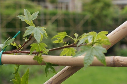  Amberboom Als Leiboom (Liquidambar Styraciflua)