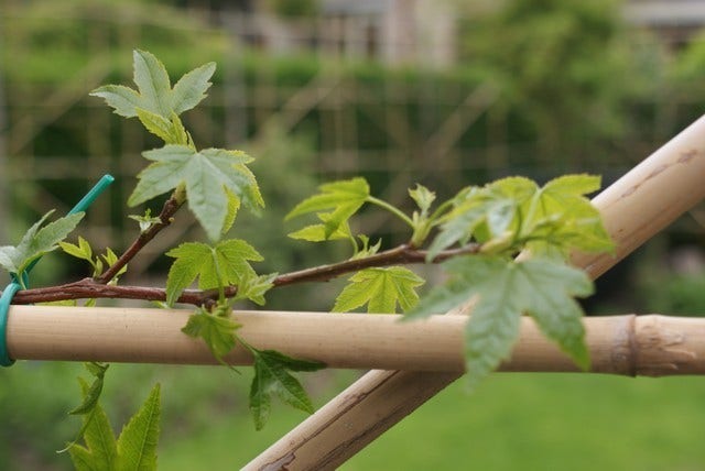  Amberboom Als Leivorm (Liquidambar Styraciflua)