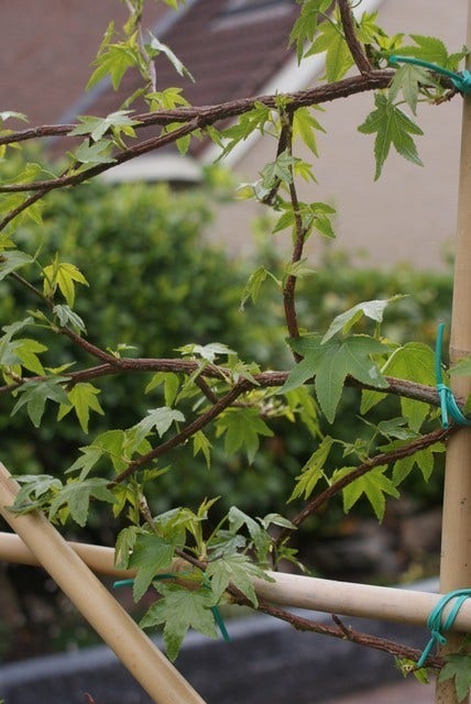  Amberboom Als Leiboom (Liquidambar Styraciflua)