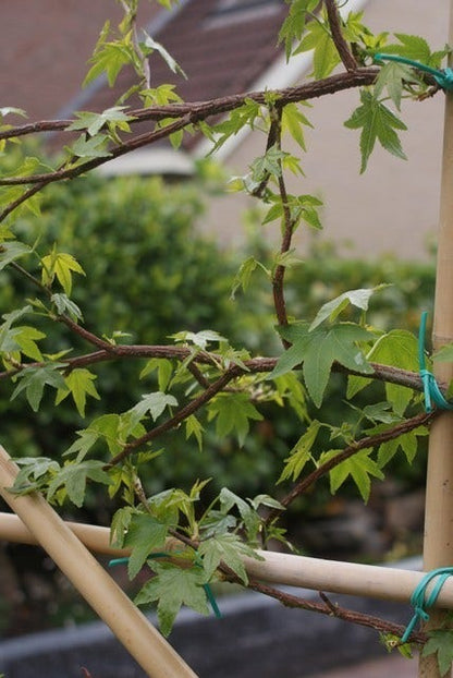  Amberboom Als Leiboom (Liquidambar Styraciflua)