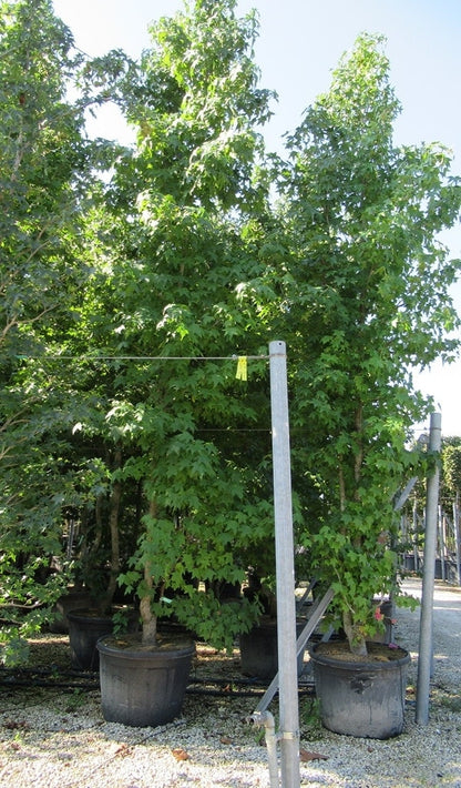  Meerstammige Amberboom (Liquidambar Styraciflua)