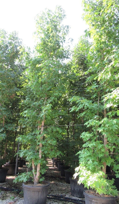  Meerstammige Amberboom (Liquidambar Styraciflua)
