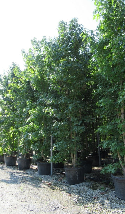  Meerstammige Amberboom (Liquidambar Styraciflua)