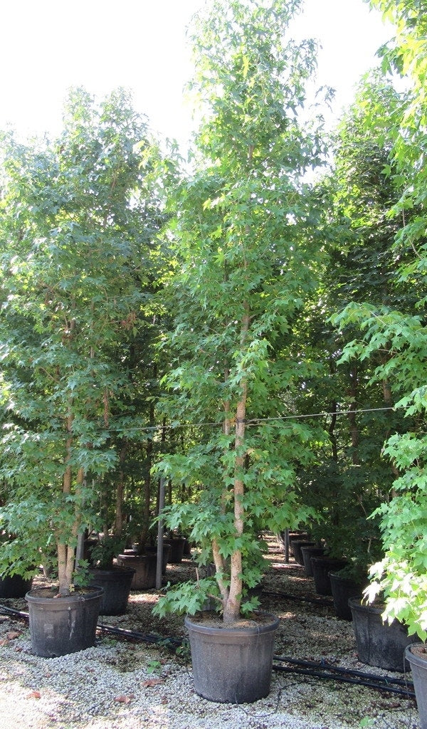  Meerstammige Amberboom (Liquidambar Styraciflua)