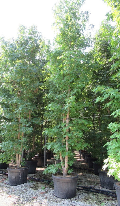  Meerstammige Amberboom (Liquidambar Styraciflua)