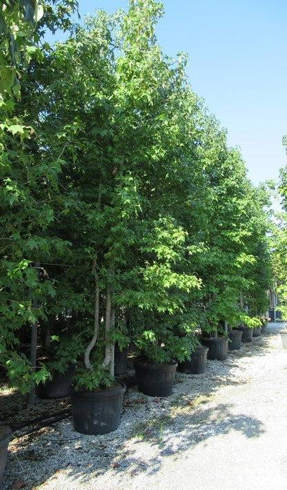  Meerstammige Amberboom (Liquidambar Styraciflua)