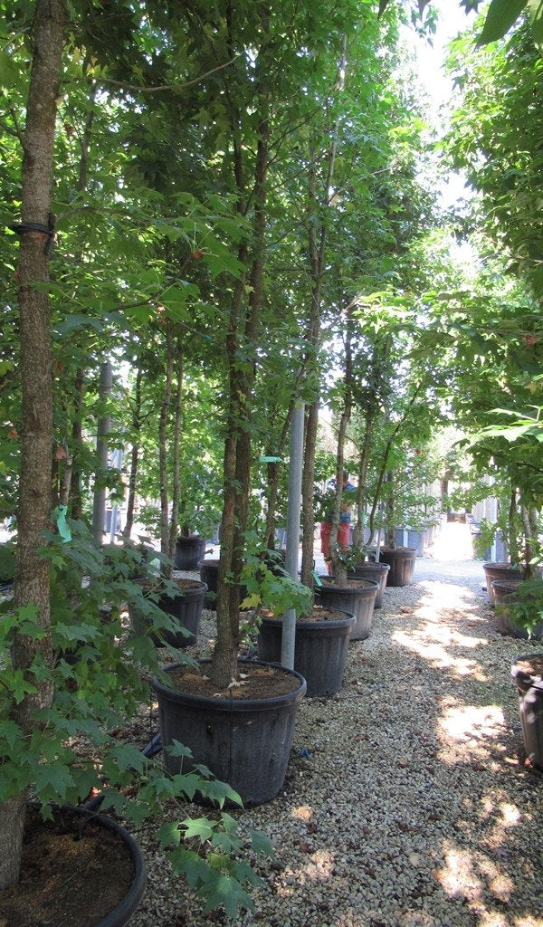  Meerstammige Amberboom (Liquidambar Styraciflua)