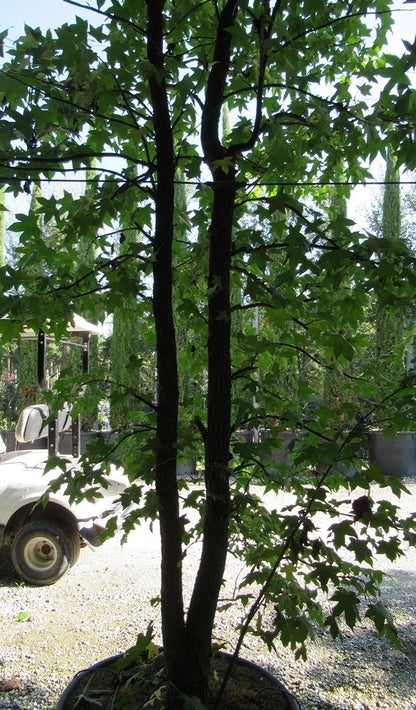  Meerstammige Amberboom (Liquidambar Styraciflua)