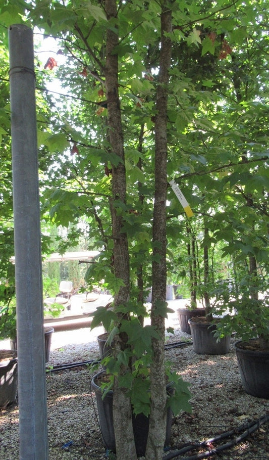  Meerstammige Amberboom (Liquidambar Styraciflua)