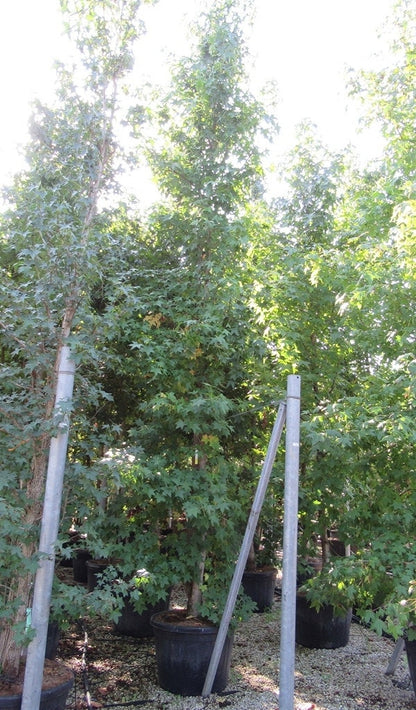  Meerstammige Amberboom (Liquidambar Styraciflua)