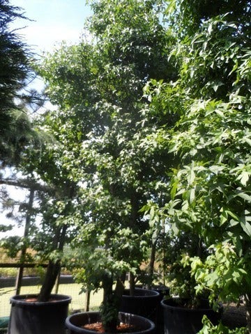  Amberboom Als Struik (Liquidambar Styraciflua)