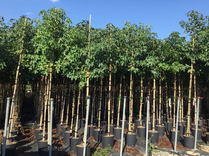  Amberboom (Liquidambar Styraciflua)