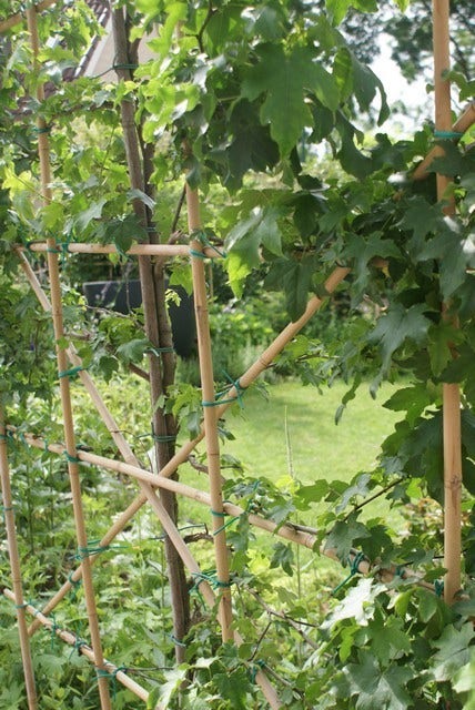  Amberboom Als Leiboom (Liquidambar Styraciflua)