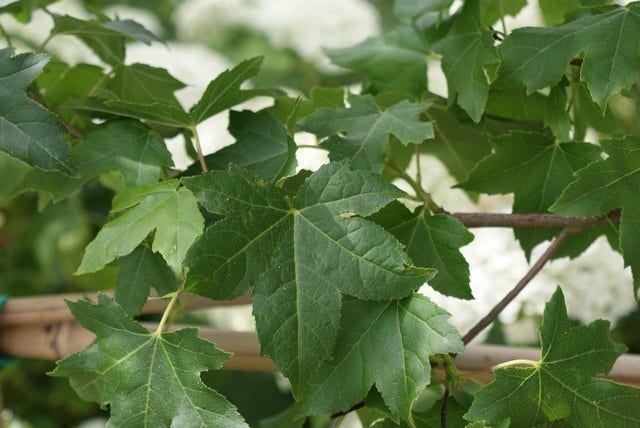  Amberboom Als Leiboom (Liquidambar Styraciflua)