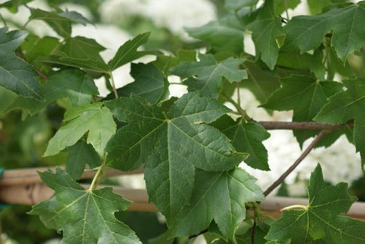  Amberboom Als Leiboom (Liquidambar Styraciflua)