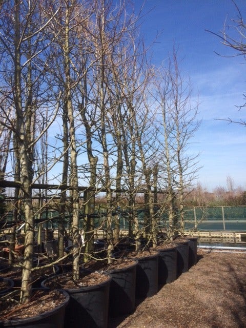  Amberboom (Liquidambar Styraciflua)