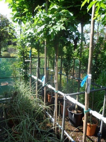  Amberboom Op Stam (Liquidambar 'Gum Ball')
