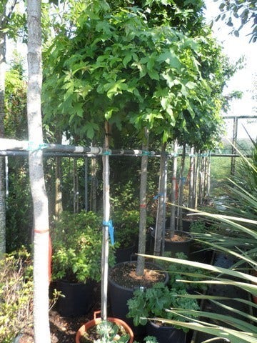  Amberboom Op Stam (Liquidambar 'Gum Ball')