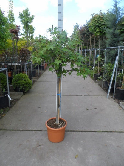  Amberboom Op Stam (Liquidambar 'Gum Ball')