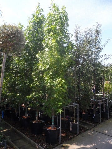  Amberboom (Liquidambar Styraciflua 'Slender Silhouette')