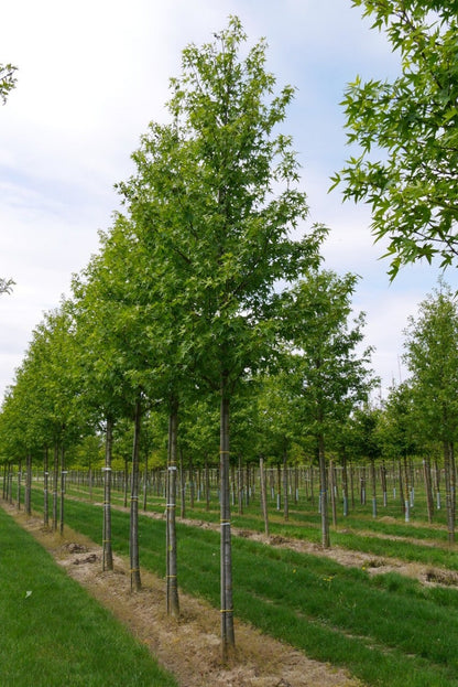  Grote Amberboom (Liquidambar Styraciflua 'Worplesdon')