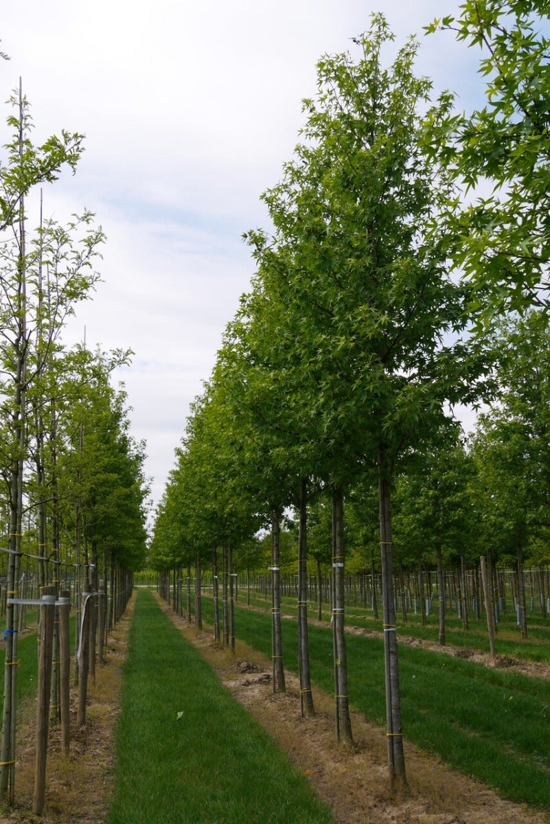  Grote Amberboom (Liquidambar Styraciflua 'Worplesdon')