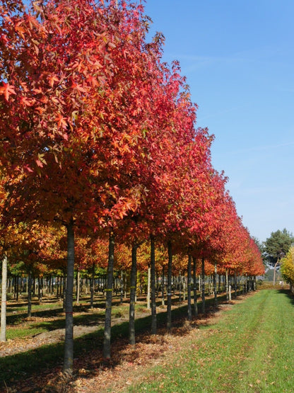  Grote Amberboom (Liquidambar Styraciflua 'Worplesdon')