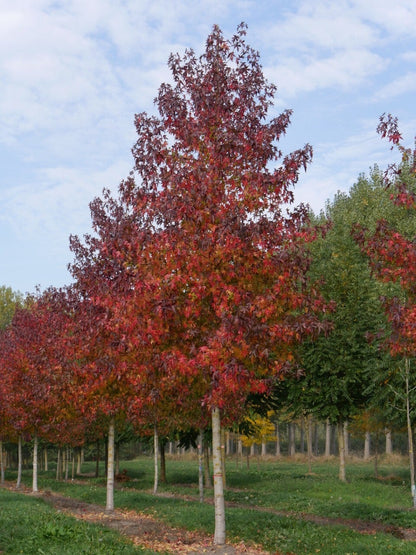  Grote Amberboom (Liquidambar Styraciflua 'Worplesdon')