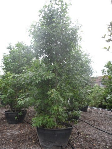  Amberboom Als Struik (Liquidambar Styraciflua 'Worplesdon')