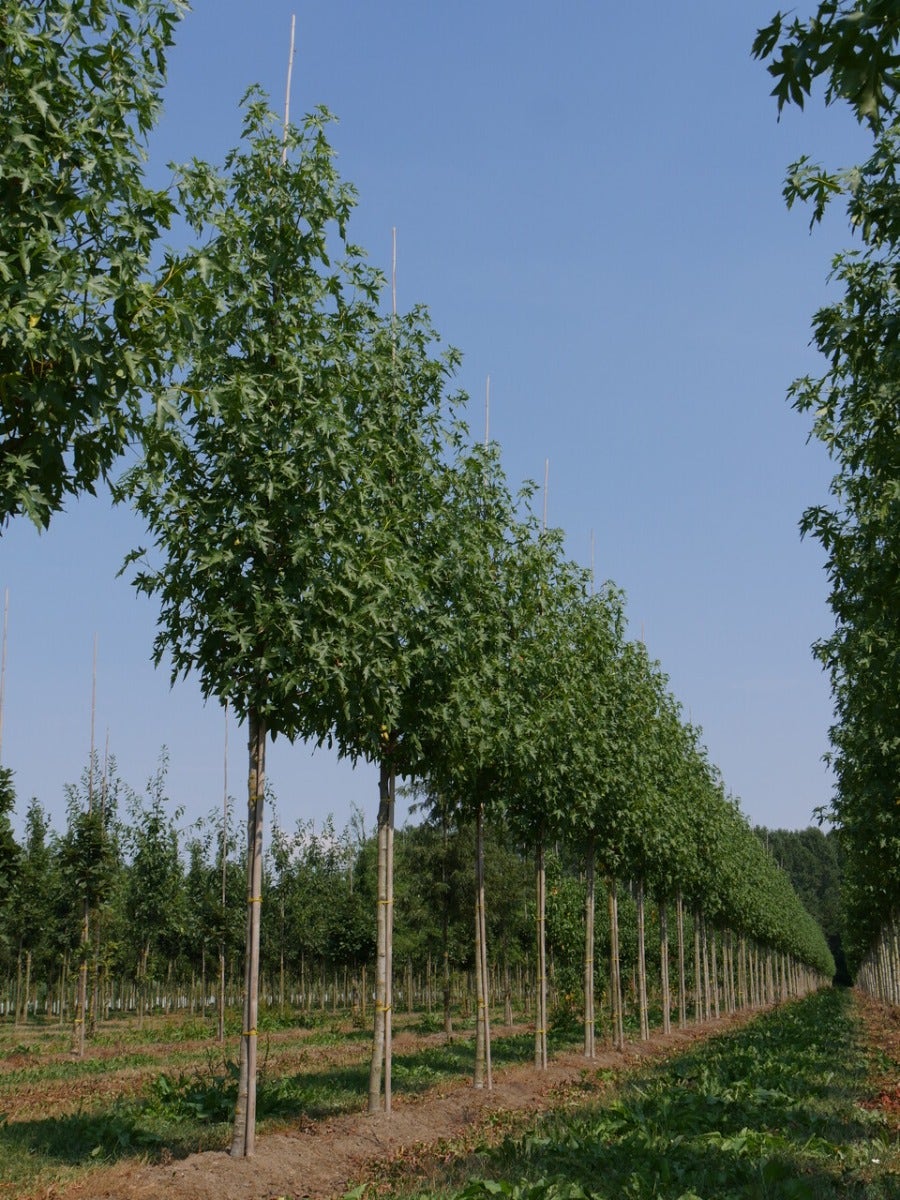  Grote Amberboom (Liquidambar Styraciflua 'Worplesdon')