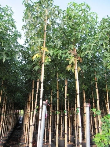  Amberboom (Liquidambar Styraciflua)