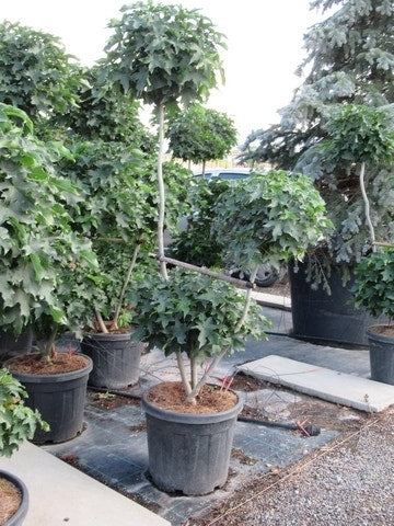  Amberboom Als Bonsai (Liquidambar 'Gum Ball')