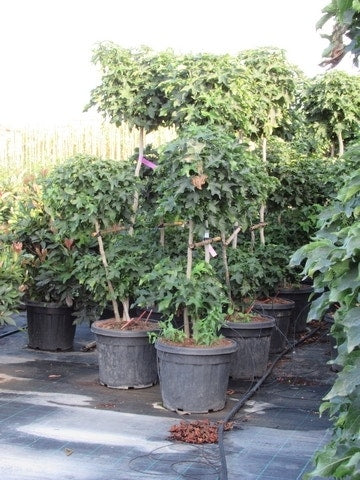  Amberboom Als Bonsai (Liquidambar 'Gum Ball')