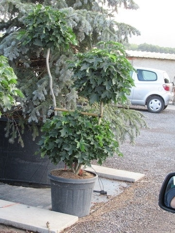 Amberboom Als Bonsai (Liquidambar 'Gum Ball')