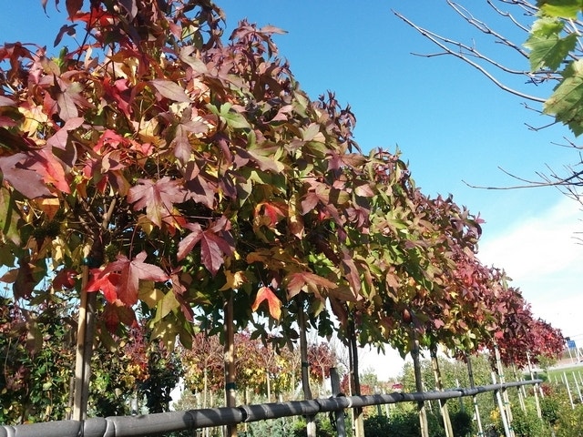  Amberboom (Liquidambar 'Gum Ball')
