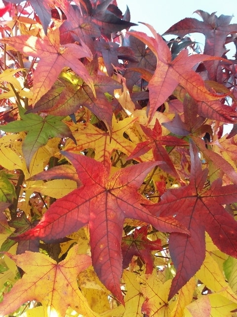  Amberboom Op Stam (Liquidambar 'Gum Ball')
