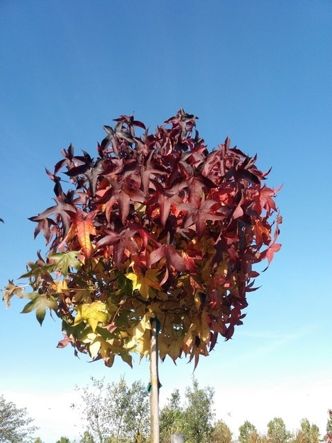  Amberboom (Liquidambar 'Gum Ball')