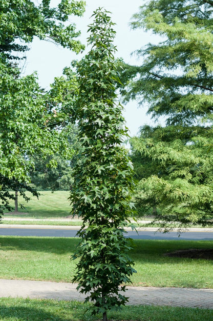  Amberboom (Liquidambar Styraciflua 'Slender Silhouette')