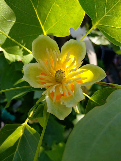  Tulpenboom (Liriodendron Tulipfera 'Fastigiata')