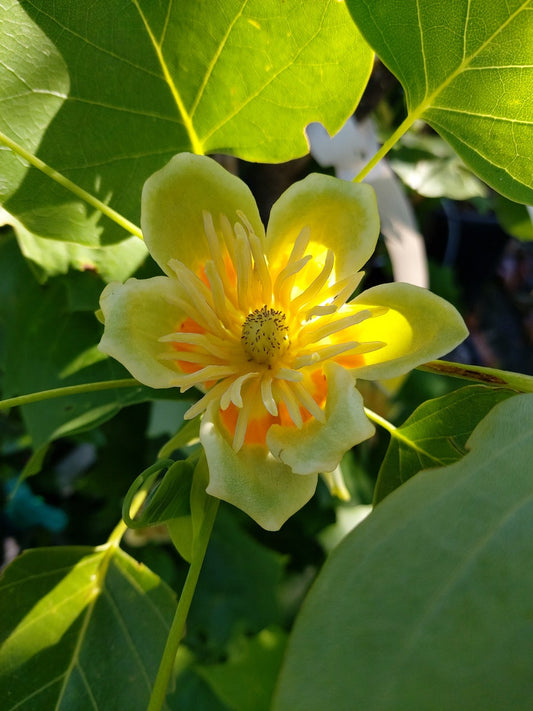  Tulpenboom (Liriodendron Tulipfera 'Fastigiata')
