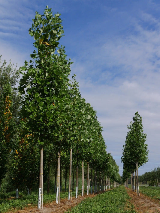  Grote Tulpenboom (Liriodendron Tulipifera)