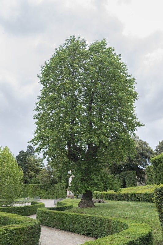  Tulpenboom (Liriodendron Tulipifera)