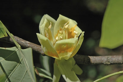  Tulpenboom (Liriodendron Tulipfera 'Fastigiata')