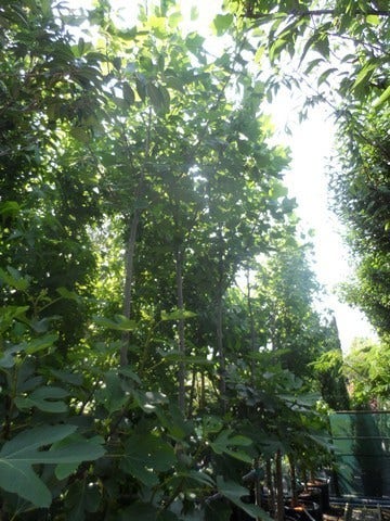  Tulpenboom (Liriodendron Tulipifera)