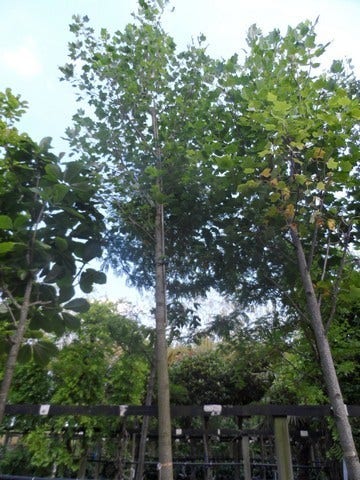  Tulpenboom (Liriodendron Tulipifera)