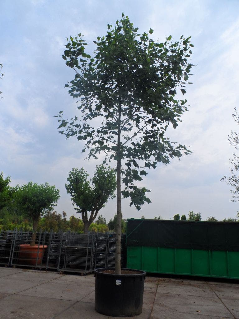  Tulpenboom (Liriodendron Tulipifera)